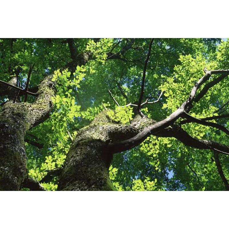 Slippery Elm Bark Powder