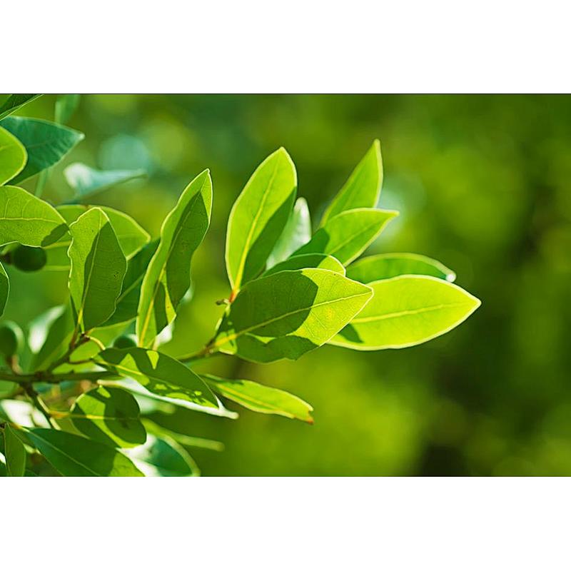 Bay Leaf Powder