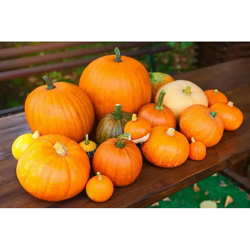 Pumpkin SD Powder