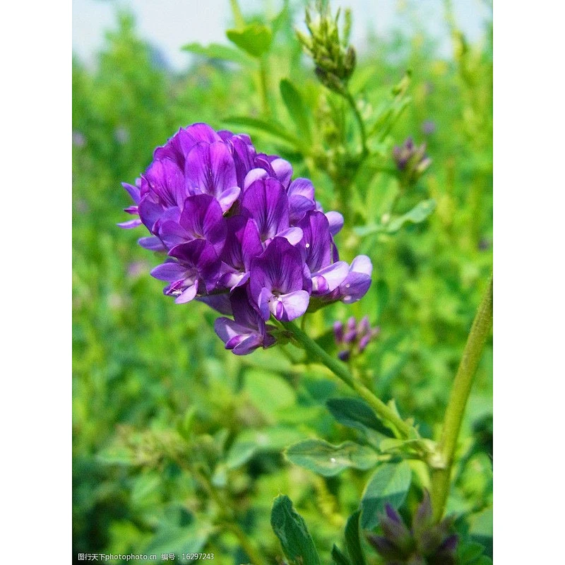 Alfalfa Powder