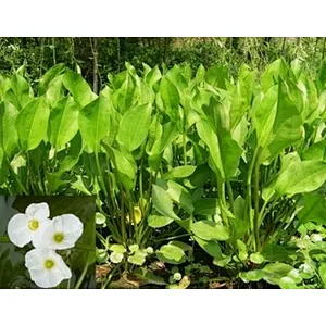 Alisma Extract