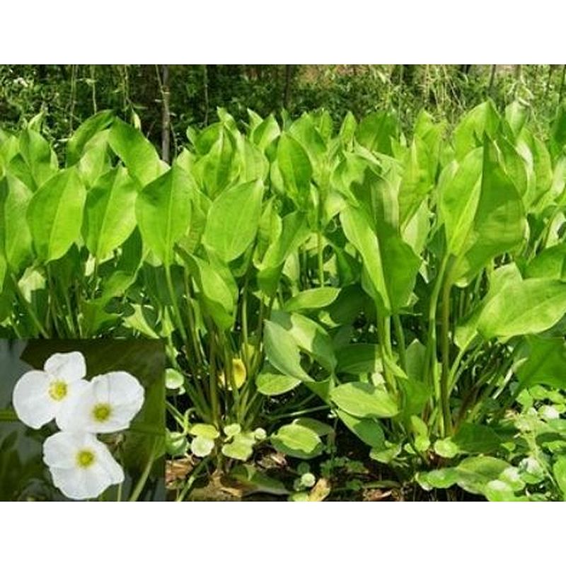 Alisma Extract