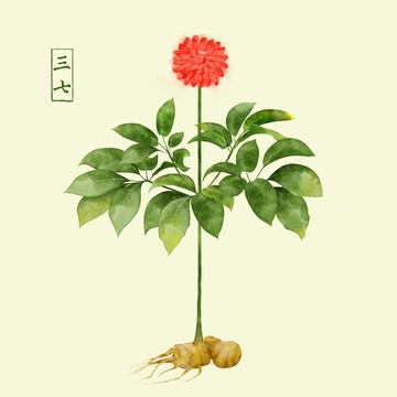What is the difference between Panax ginseng and Panax notoginseng