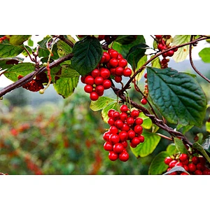Schisandra Berry Extract