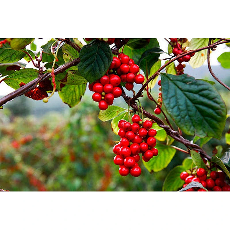 Schisandra Berry Extract