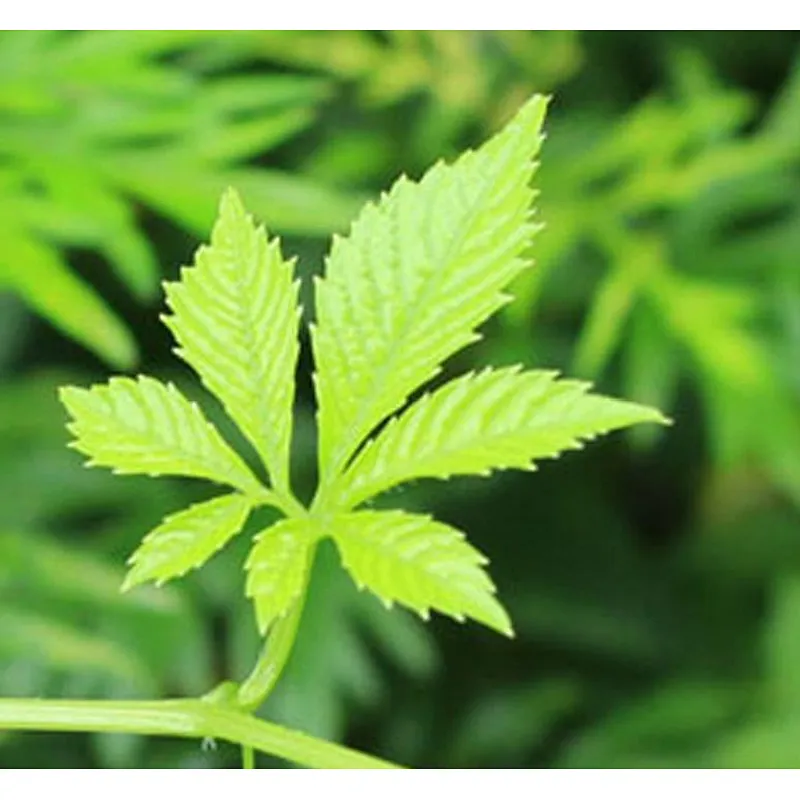Organic Gynostemma Extract