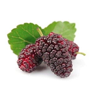 Mulberry SD Powder