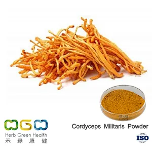Cordyceps Militaris Powder
