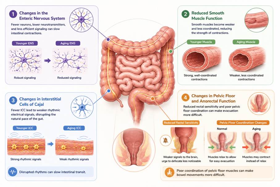 how 5-HTP works in digestive system