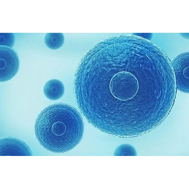 Phycocyanin (Blue Spirulina Extract)