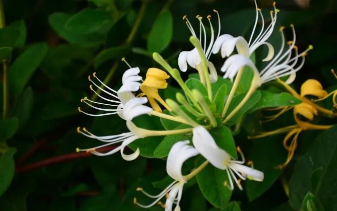 What is honeysuckle extract used for