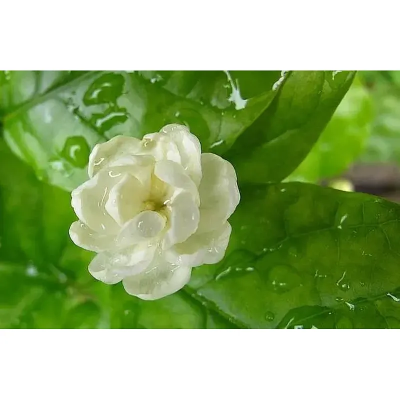 Instant Jasmine Tea Powder