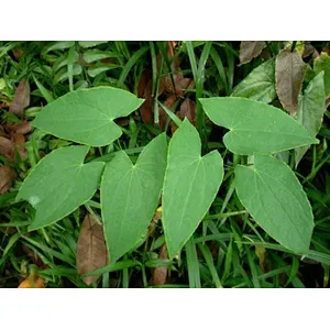 Epimedium Extract