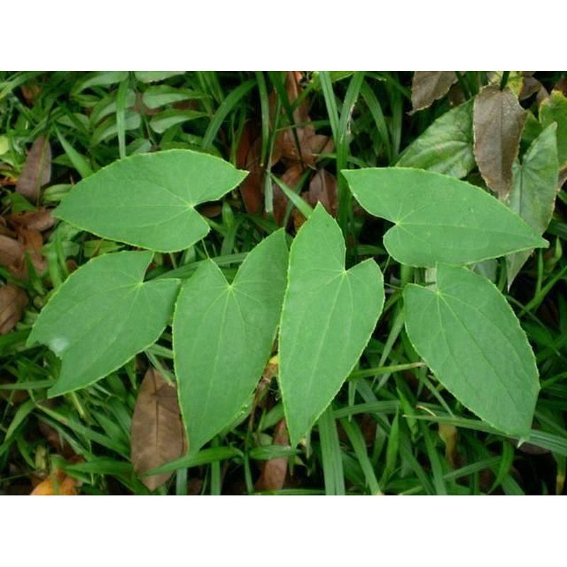 Epimedium Extract