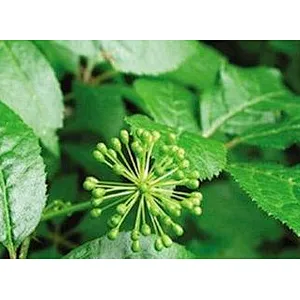 Siberian Ginseng Extract