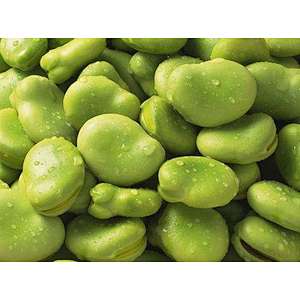 Broad Bean Protein