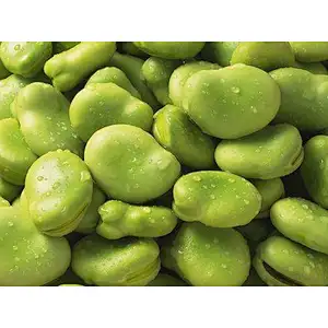 Broad Bean Protein