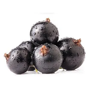 Organic Black Currant Extract