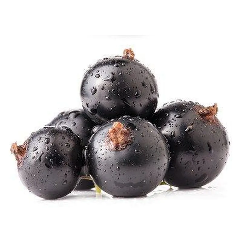 Organic Black Currant Extract