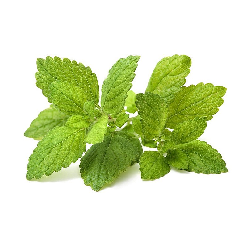 Lemon Balm Extract