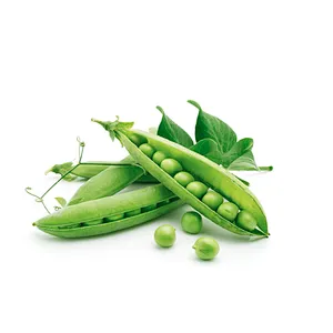 Pea Protein