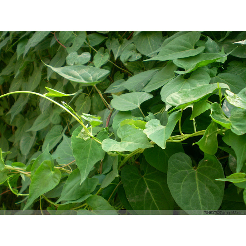 Tuber Fleeceflower Stem Extract