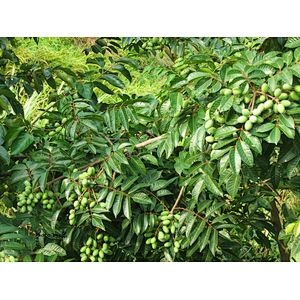 Olive Leaf Extract