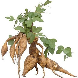 Puerariae Extract