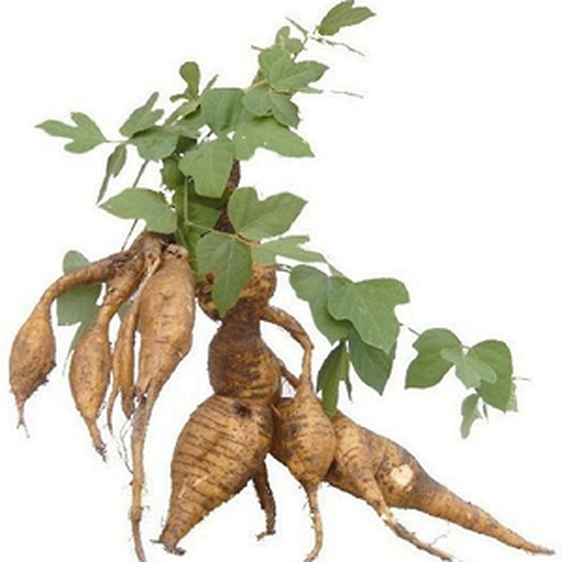 Puerariae Extract