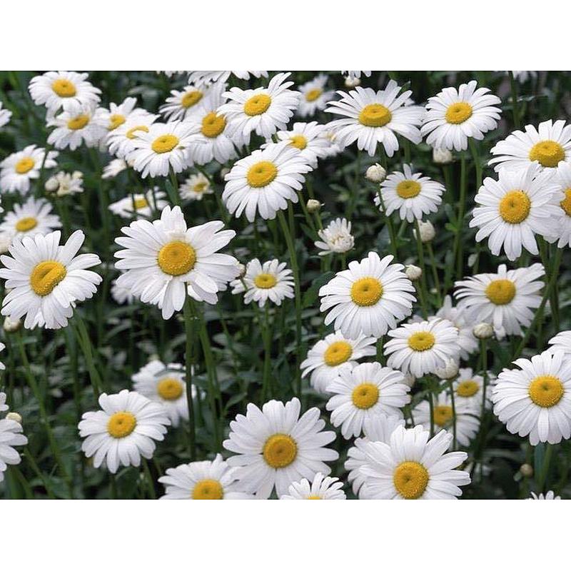 Roman Chamomile Extract