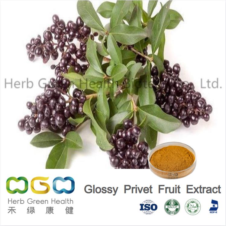 What is the use of glossy privet