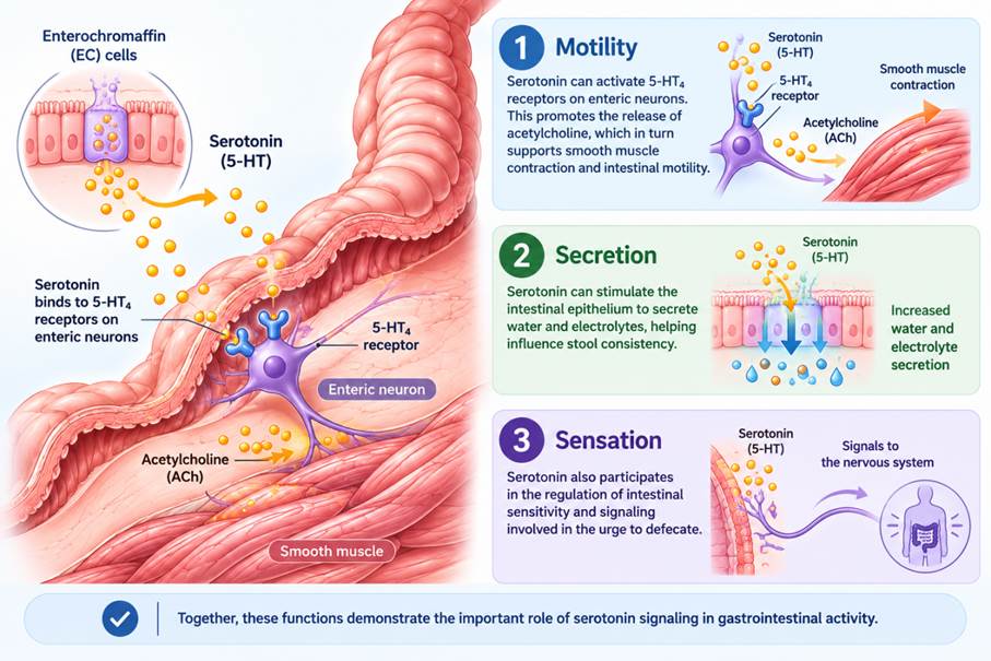 5-HTP Safety Considerations
