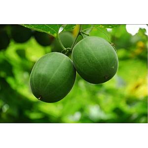 Monk Fruit Extract