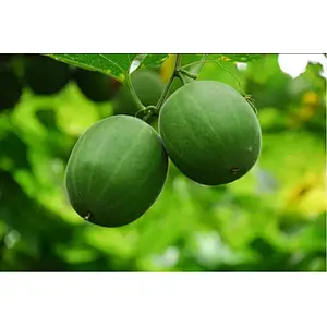 Monk Fruit Extract