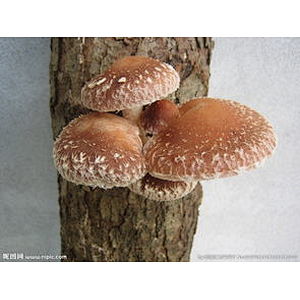 Shiitake Mushroom Extract