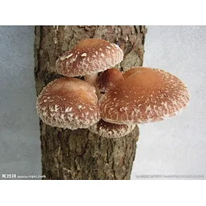 Shiitake Mushroom Extract