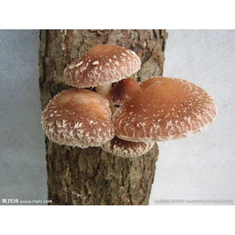 Shiitake Mushroom Extract