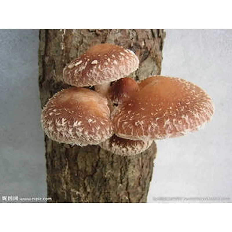 Shiitake Mushroom Extract