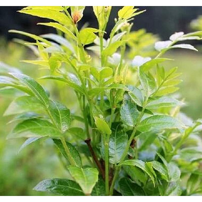 Vine Tea Extract Dihydromyricetin