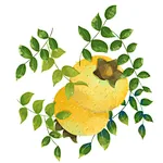 FEATURE PRODUCT-TiRoxC ® Rosa Roxburghii Extract 17% VC & 100K SOD