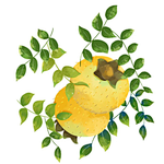 FEATURE PRODUCT-TiRoxC ® Rosa Roxburghii Extract 17% VC & 100K SOD