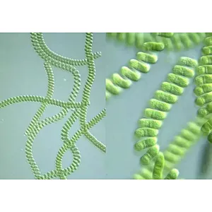 Spirulina Powder