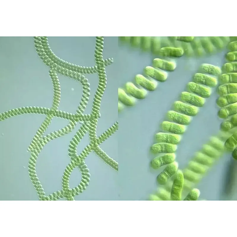 Spirulina Powder