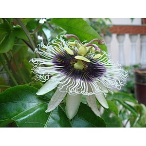 Passion Flower Extract