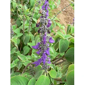 Coleus Forskohlii Extract
