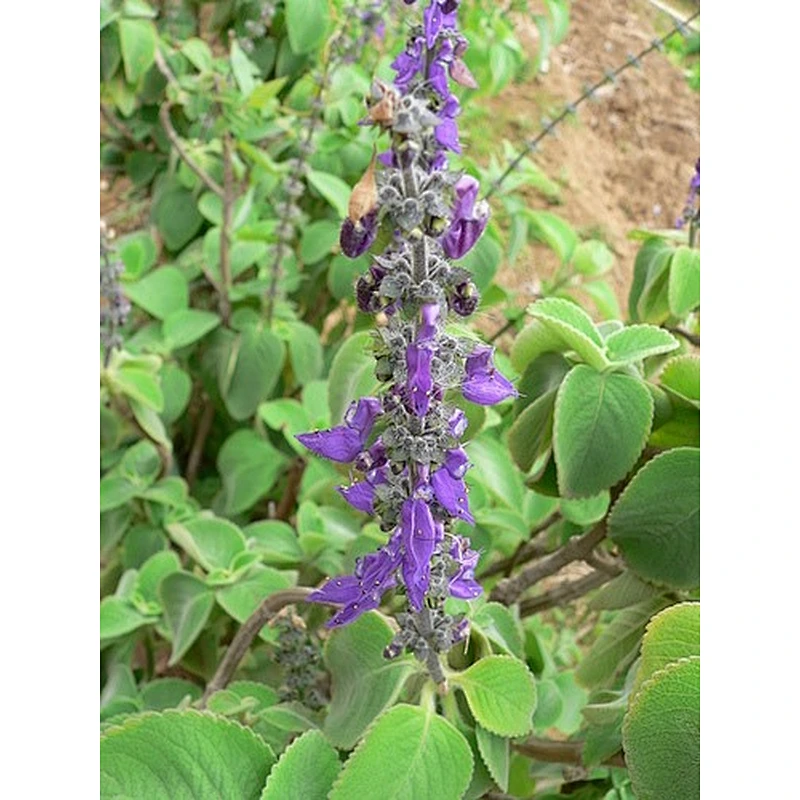 Coleus Forskohlii Extract
