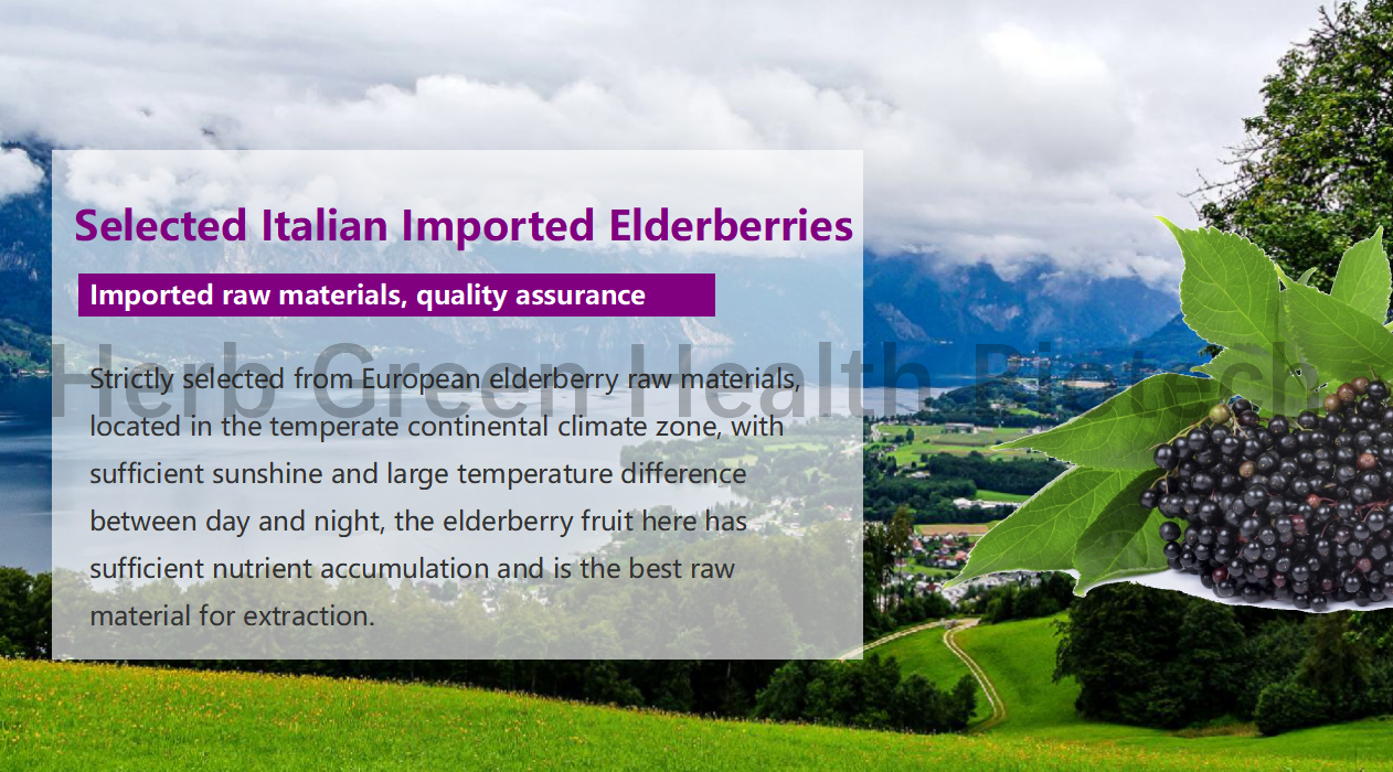 Elderberry SD Powder