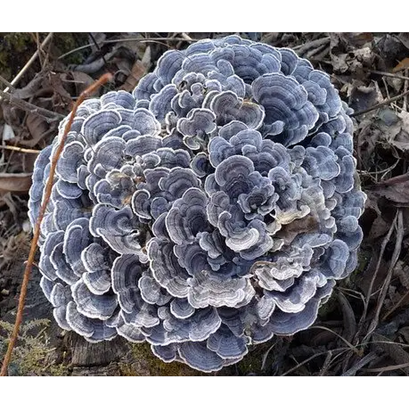 Turkey Tail Mushroom Extract
