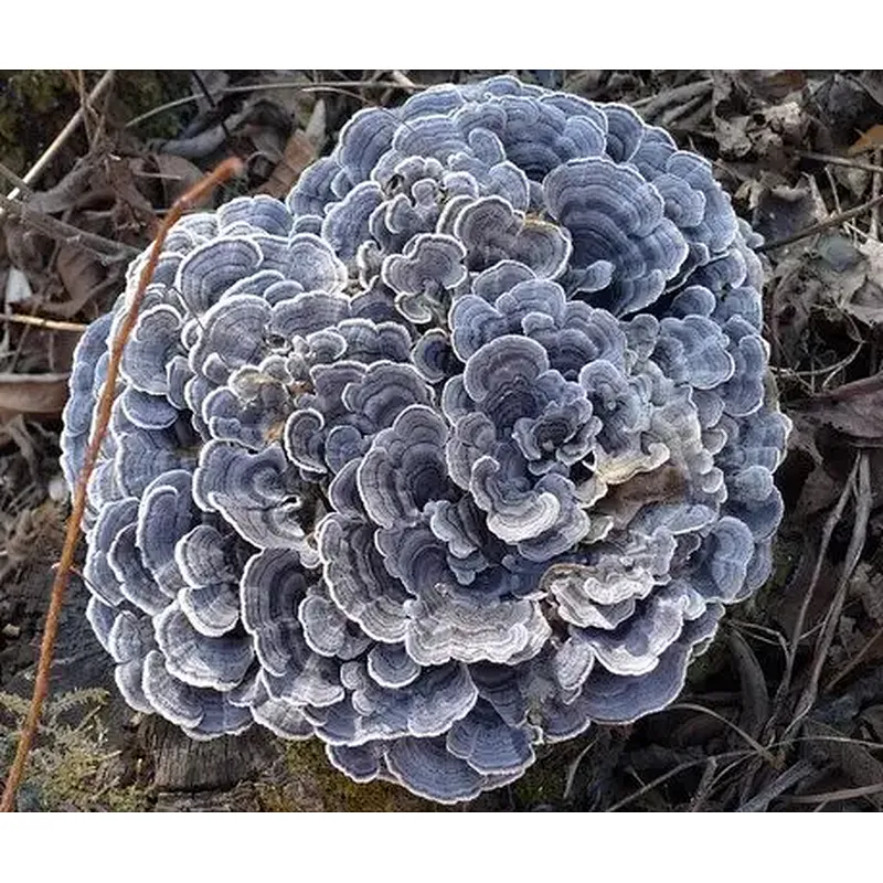 Turkey Tail Mushroom Extract