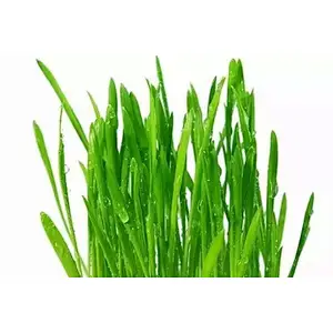Organic Barley Grass Powder
